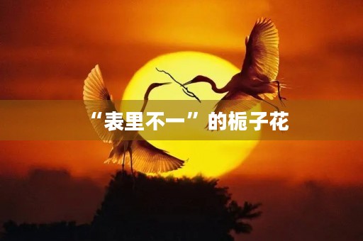 “表里不一”的栀子花