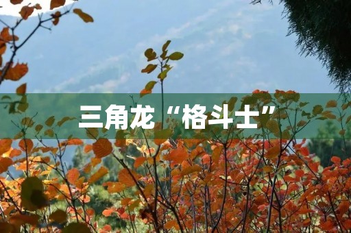 三角龙“格斗士” 三角龙“格斗士”