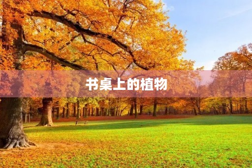 书桌上的植物