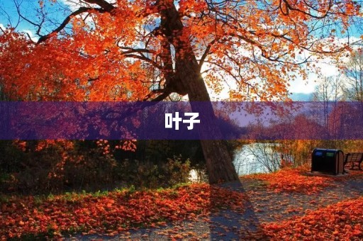 叶子 叶子