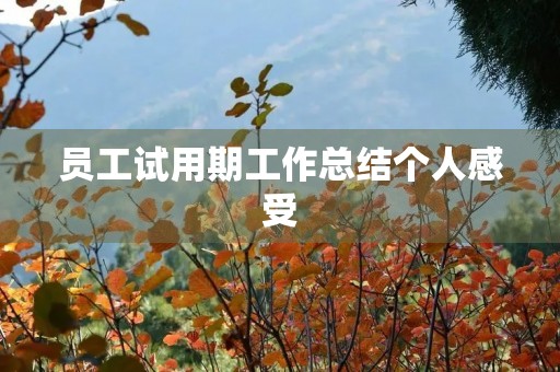 员工试用期工作总结个人感受