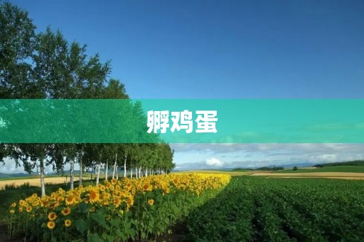 孵鸡蛋 孵鸡蛋