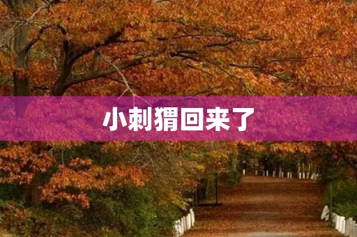 小刺猬回来了