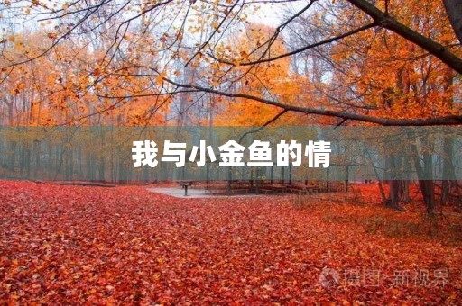 我与小金鱼的情 我与小金鱼的情