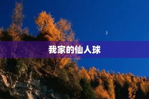 我家的仙人球 我家的仙人球