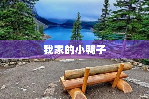 我家的小鸭子 我家的小鸭子