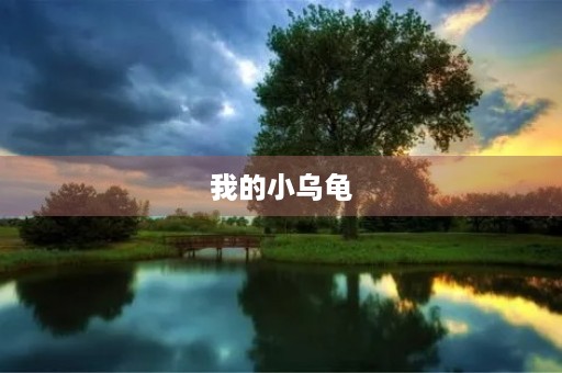 我的小乌龟 我的小乌龟