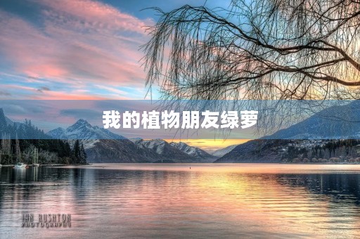 我的植物朋友绿萝 我的植物朋友绿萝