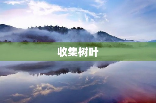 收集树叶