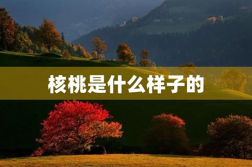 核桃是什么样子的 核桃是什么样子的