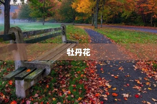 牡丹花 牡丹花