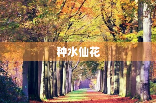 种水仙花 种水仙花