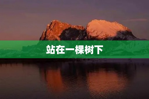 站在一棵树下 站在一棵树下