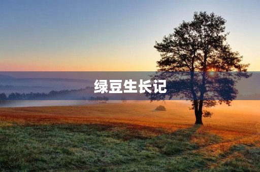绿豆生长记 绿豆生长记