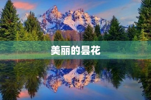 美丽的昙花 美丽的昙花