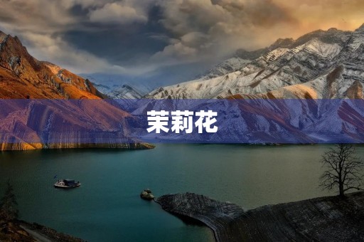 茉莉花 茉莉花