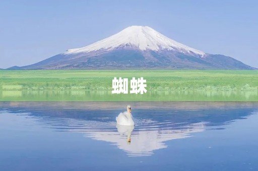 蜘蛛