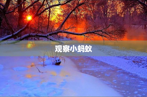 观察小蚂蚁