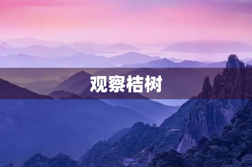 观察桔树 观察桔树