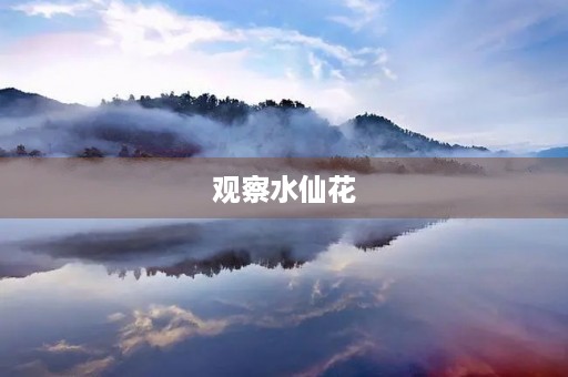 观察水仙花