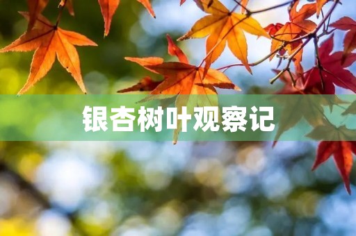 银杏树叶观察记