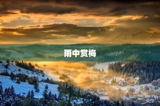 雨中赏梅