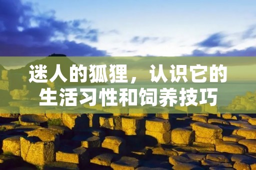 迷人的狐狸，认识它的生活习性和饲养技巧