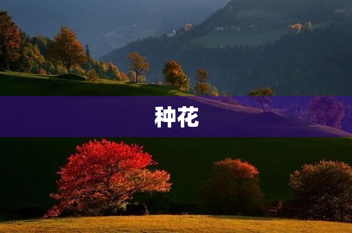 种花