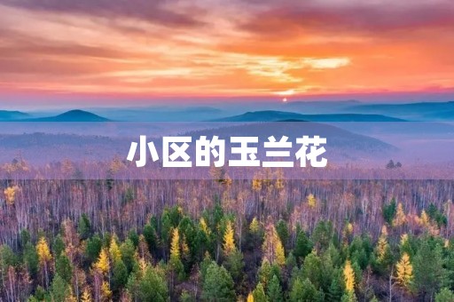 小区的玉兰花