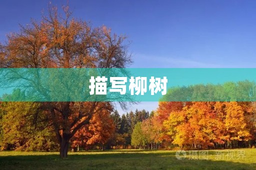 描写柳树