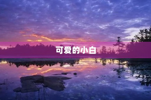 可爱的小白 可爱的小白