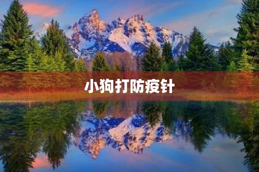 小狗打防疫针 小狗打防疫针