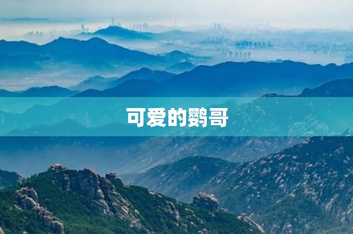 可爱的鹦哥