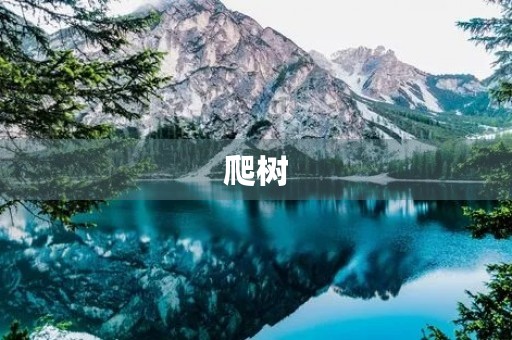 爬树 爬树