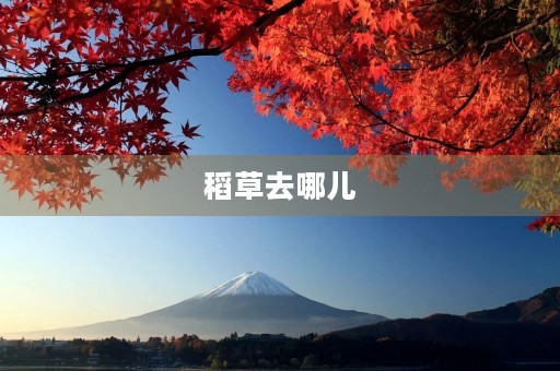 稻草去哪儿 稻草去哪儿
