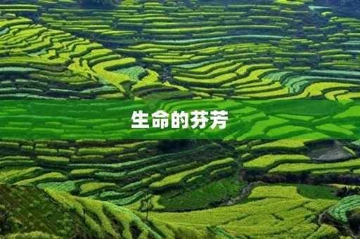 生命的芬芳