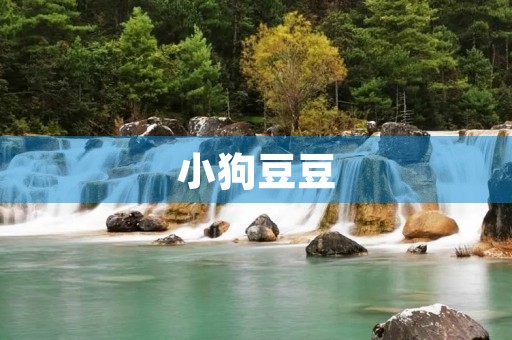 小狗豆豆 小狗豆豆