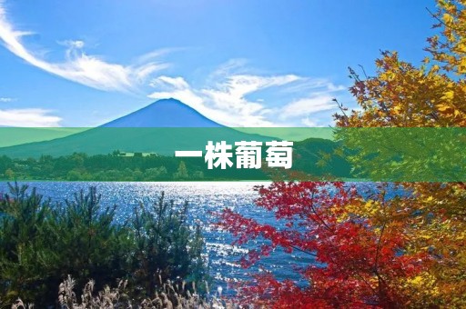 一株葡萄