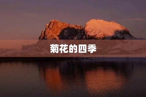 菊花的四季