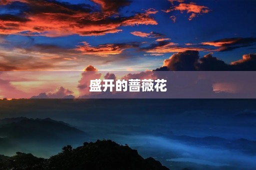 盛开的蔷薇花