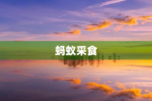 蚂蚁采食