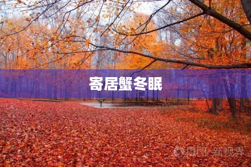 寄居蟹冬眠