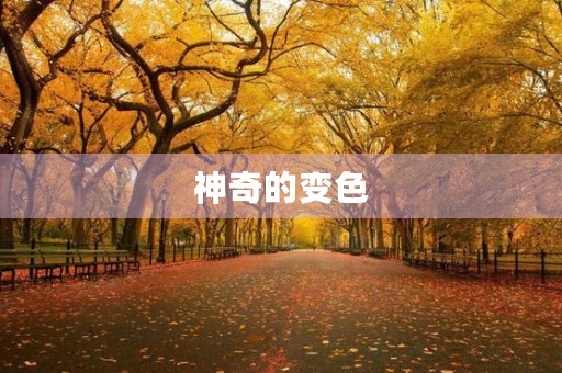 神奇的变色