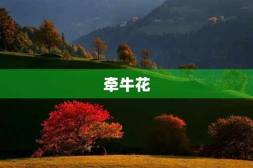 牵牛花 牵牛花