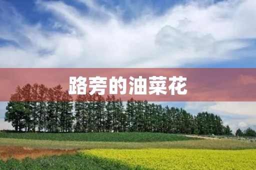 路旁的油菜花