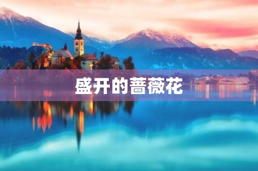 盛开的蔷薇花