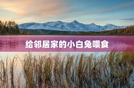 给邻居家的小白兔喂食