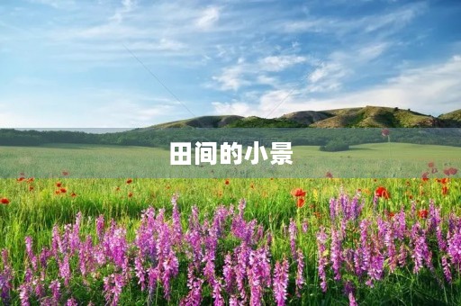 田间的小景 田间的小景