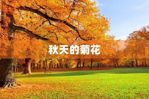 秋天的菊花 秋天的菊花