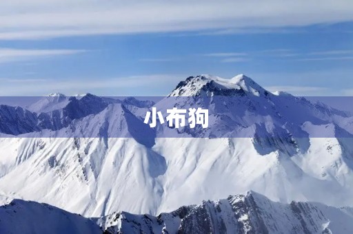 小布狗 小布狗
